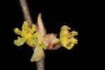 Southern spicebush <BR>Pondberry